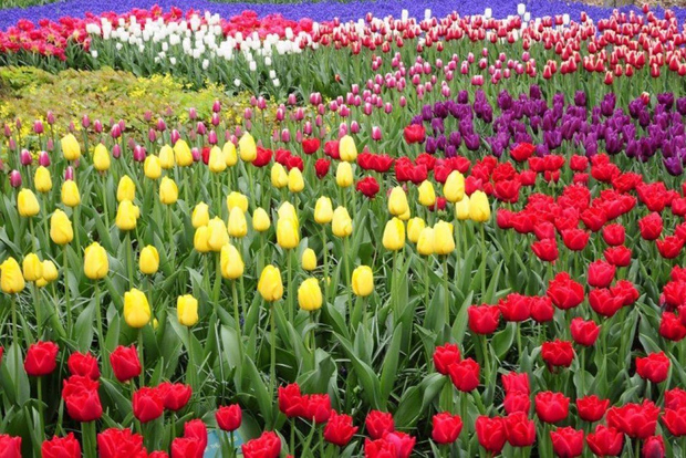 From Amsterdam: Private tour to the Keukenhof and Madurodam