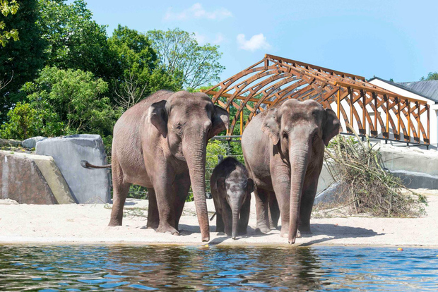 Amsterdam: biglietto d'ingresso allo zoo reale ARTIS di Amsterdam