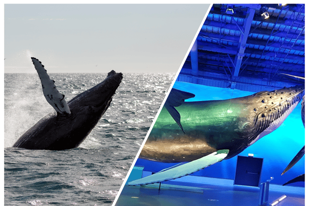 Reykjavik: Excursão de observação de baleias e exposição de baleias