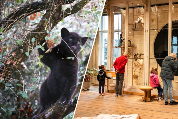 Amsterdam: Biglietto ARTIS Royal Zoo e ARTIS Groote Museum