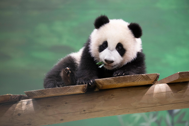 Rhenen: Biglietto d'ingresso allo zoo di Ouwehands