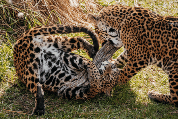 Desde Buenos Aires: Visita al Zoo de Temaiken con ticket de entrada incluido