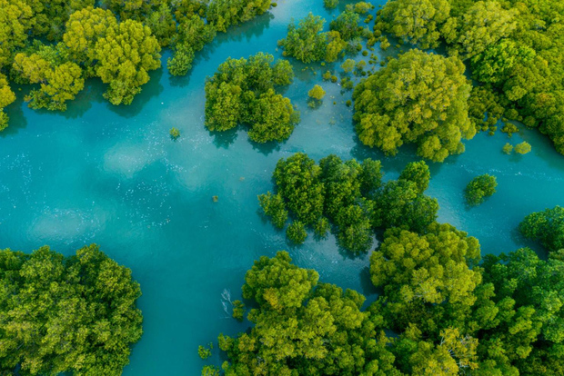 Manuel Antonio: Tour en barco por los manglares de Isla Damas con almuerzo