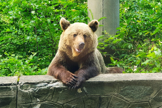 Santuario degli orsi, Castello di Dracula e Brasov | Tour privato