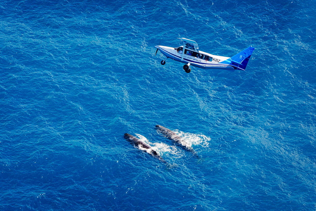 Kaikoura: volo per avvistare le balene con commento guidato
