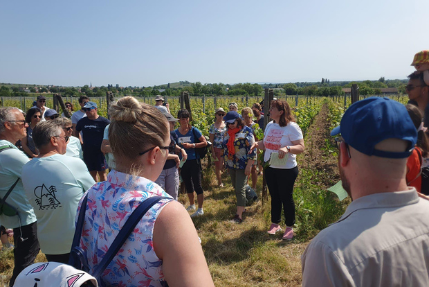 Откройте для себя вина Эльзаса с женским шармом