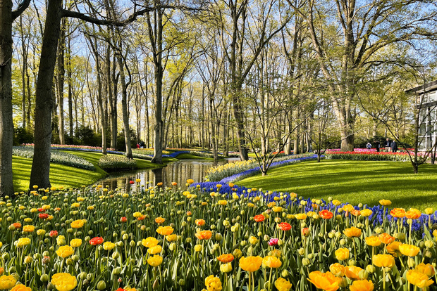 Amsterdam: Tulipani e mulini a vento - Tour PRIVATO di un'intera giornata in auto