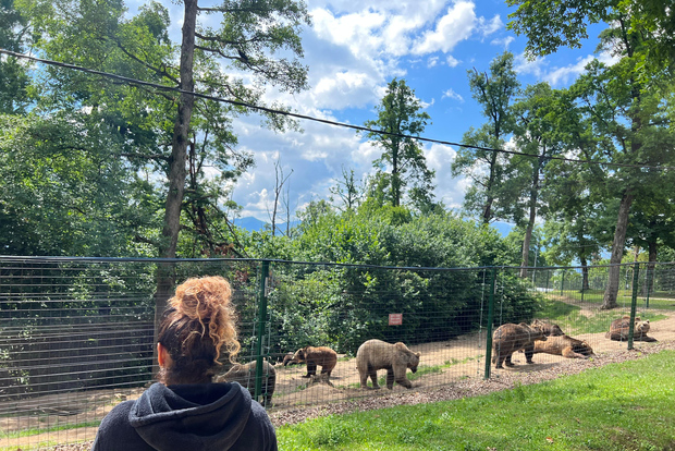 Brasov: Castillo de Bran, Santuario del Oso, Rasnov (Peles Opcional)