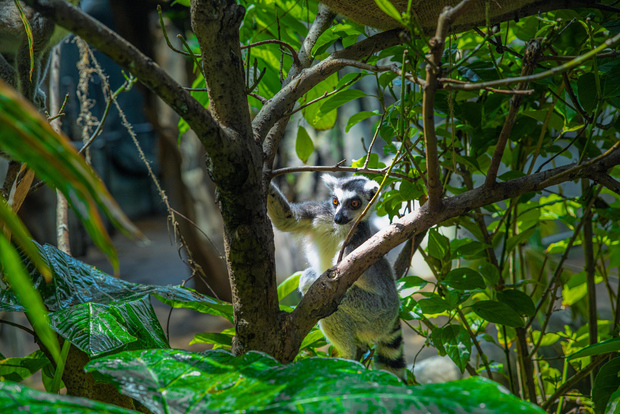 The Green Planet - Dubai's Unique Indoor Rainforest
