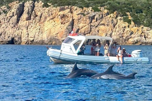Från Olbia: RIB-tur till Capo Figari med delfinskådning
