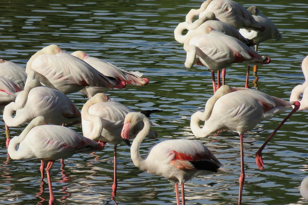 Da Siviglia: Escursione di un giorno al Parco Nazionale di Doñana