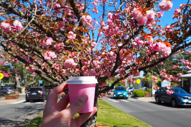 Roos, Blues & Views – Blue Mountains-Tagestour mit Mittagessen