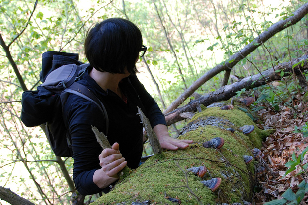 Poiana Brașov: Wild Mushrooms & Secrets of the Forest