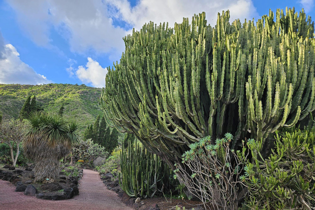 Лас-Пальмас: экскурсия по ботаническому саду (по желанию — Бандама)