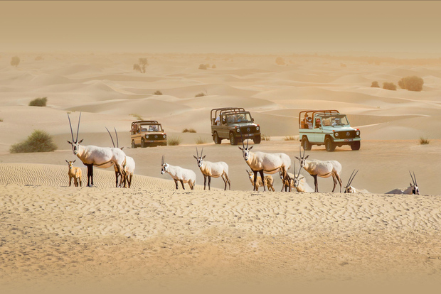 Dubai: Heritage Safari, giro in cammello e cena nell'oasi di Al Marmoom