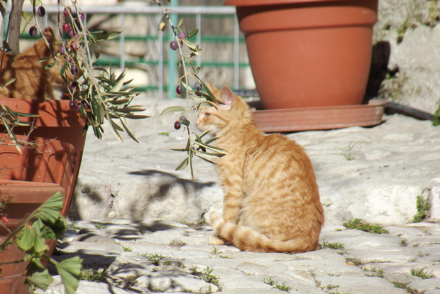 Discovering the ancient town