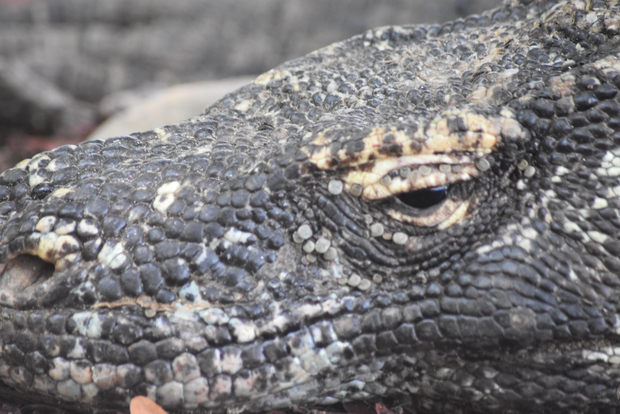 科莫多岛旅游套餐