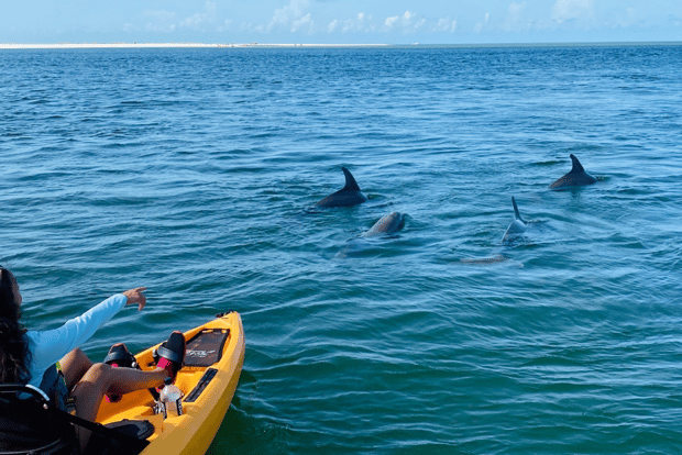 From Naples, FL: Marco Island Mangroves Kayak or Paddle Tour