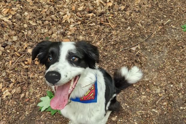 Percorri i sentieri selvaggi di Brașov con Daisy e assapora la vita locale