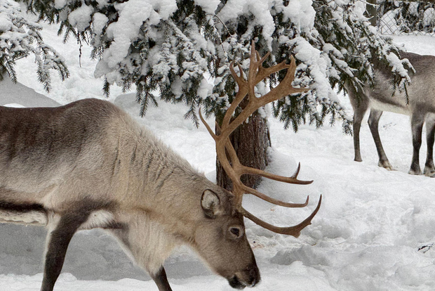 Rovaniemi: viaggio allo zoo di Ranua (trasporto, biglietti)
