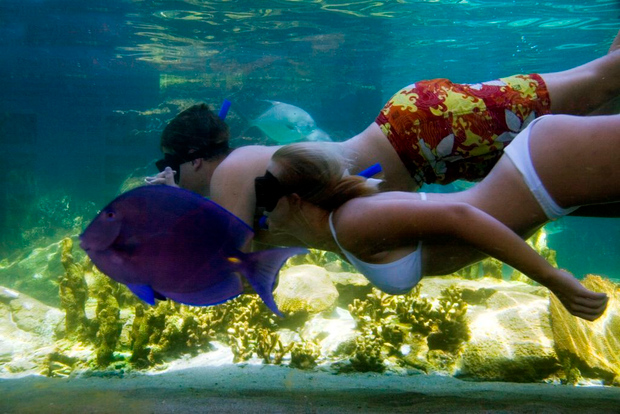 Puerto Plata: Tageskarte für Ocean World