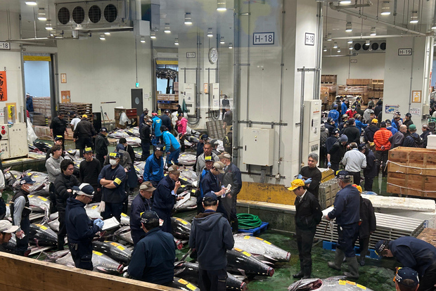 丰洲与筑地市场专属探秘之旅（含金枪鱼拍卖观摩）