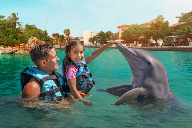 Puerto Aventuras: nado con delfines, leones marinos, manatíes y almuerzo