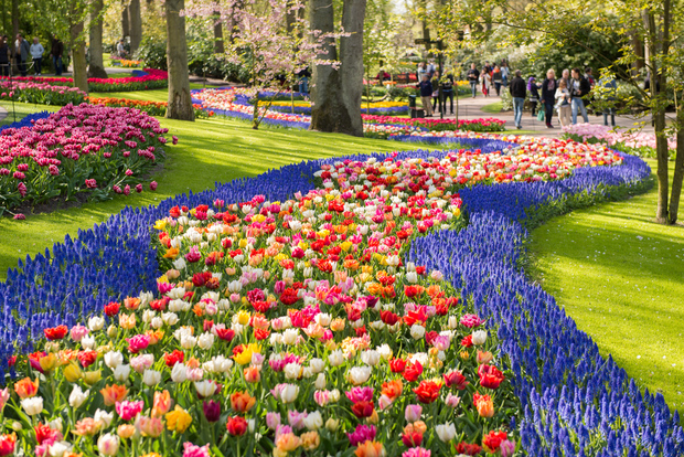 Amsterdam - Keukenhof Keukenhof Gardens Guidad tur spanska och engelska