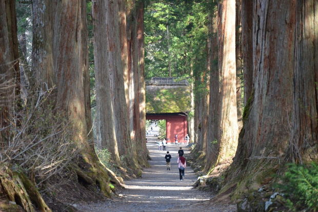 Togakushi di 1 giorno: produzione di soba, città ninja e santuari nascosti