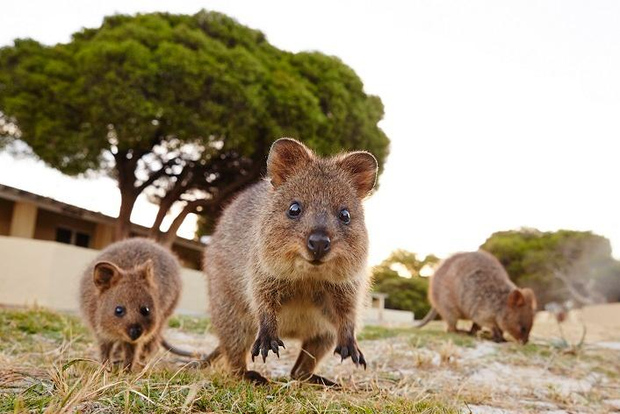 From Fremantle: Rottnest Island Ferry and Bike Day Tour