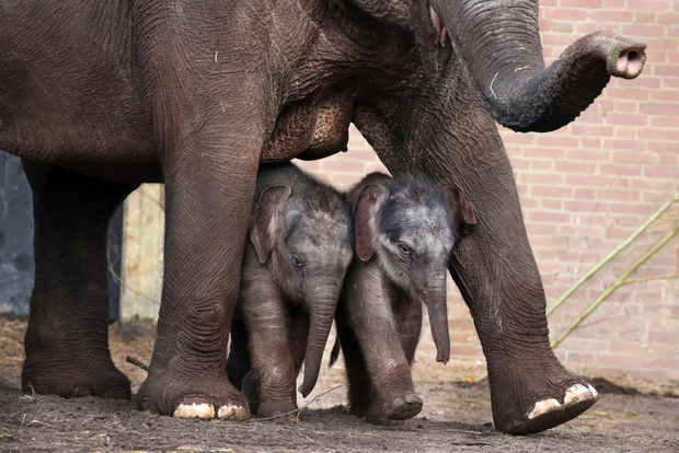 Amsterdam: biglietto d'ingresso allo zoo reale ARTIS di Amsterdam