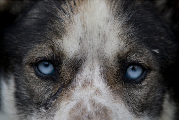 Perros y oro del Yukón