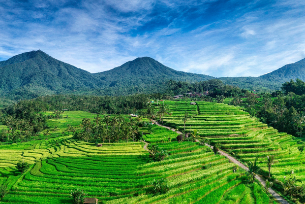 Tour de 2 h en bici eléctrica a Jatiluwih, lugar UNESCO