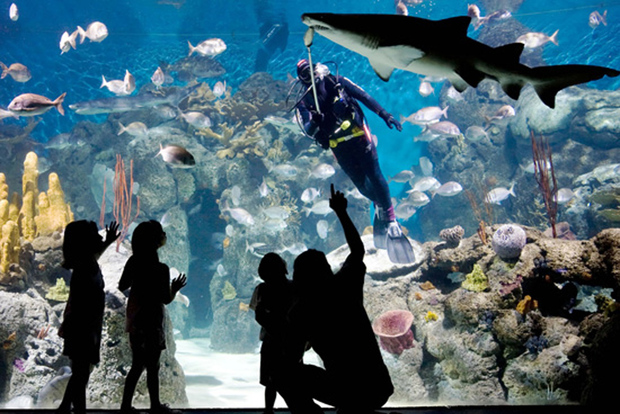 Desde Buenos Aires: Día completo Temaiken Eco Park