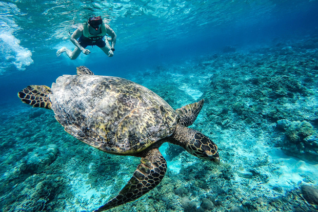 Depuis Lombok : excursion d'une journée aux îles Gili avec plongée avec tuba