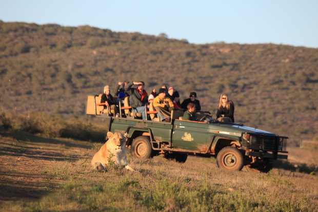Ab Kapstadt: 5-tägige Garden Route & Addo Elephant Park Tour