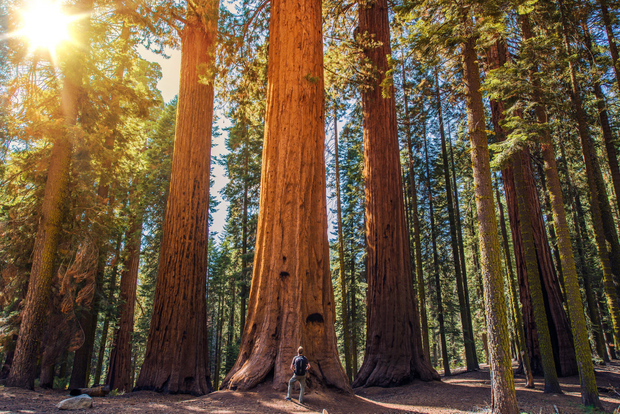 From San Francisco: Guided Muir Woods Excursion