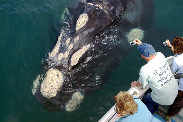 Desde Ciudad del Cabo: Excursión de avistamiento de ballenas en Hermanus y Gansbaai