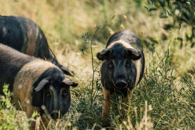 Cured Meat & Olive Oil Tasting & Visit near Pisa & Livorno