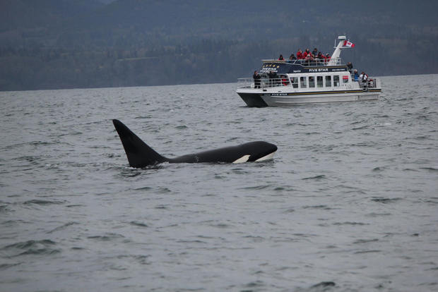 Excursion d'observation des baleines à Victoria, BC