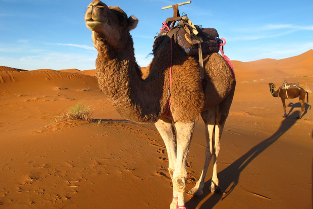 从瓦尔扎扎特出发的扎戈拉撒哈拉沙漠过夜之旅