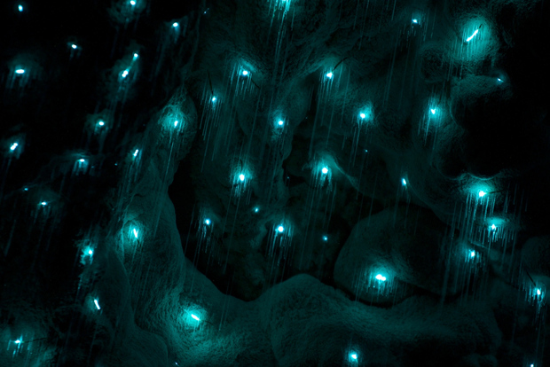 Kawiti Glühwürmchen-Höhlentour & Opua Kauri Waldrundgang