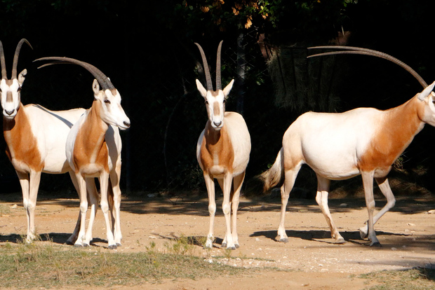 Da Agadir: Tour del Parco Nazionale di Souss Massa