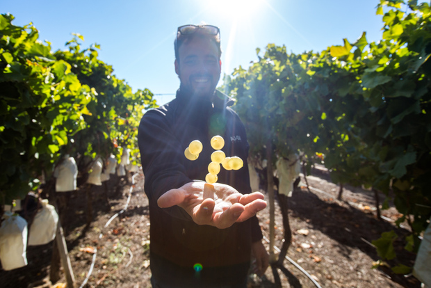 Alicante: tour enologico in campagna con 4 degustazioni