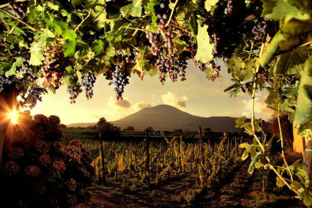 Mount Vesuvius Wine Tasting and Lunch from Pompeii