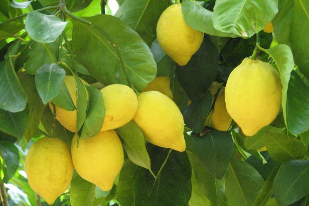 Sorrento: Zitronen-, Olivenöl- und Weinverkostung Tour mit Mittagessen