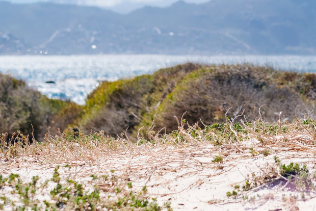 Cape Town: Cape Peninsula Private Half-Day Tour