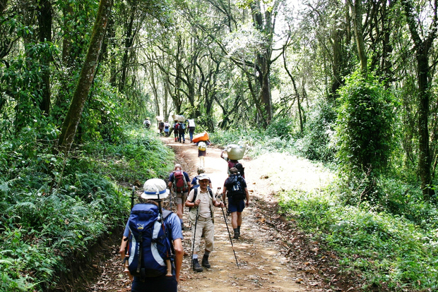 Моши: однодневный тур на Килиманджаро с гидом