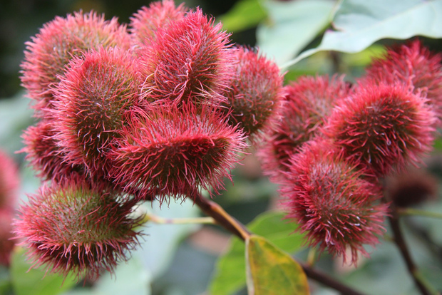 Da Stone Town: Tour delle spezie a Zanzibar