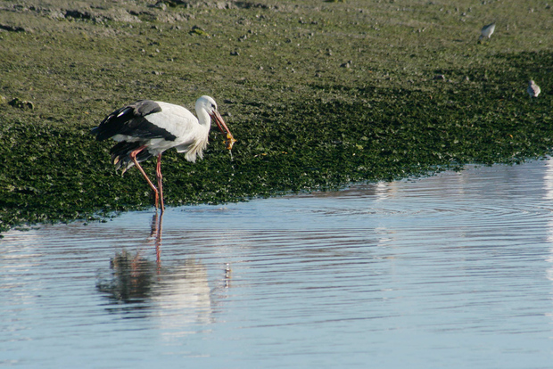 Faro: osservazione ecologica di Ria Formosa in barca solare